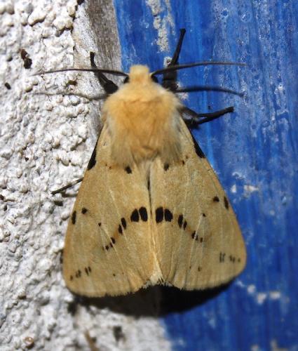 Spilosoma lutea